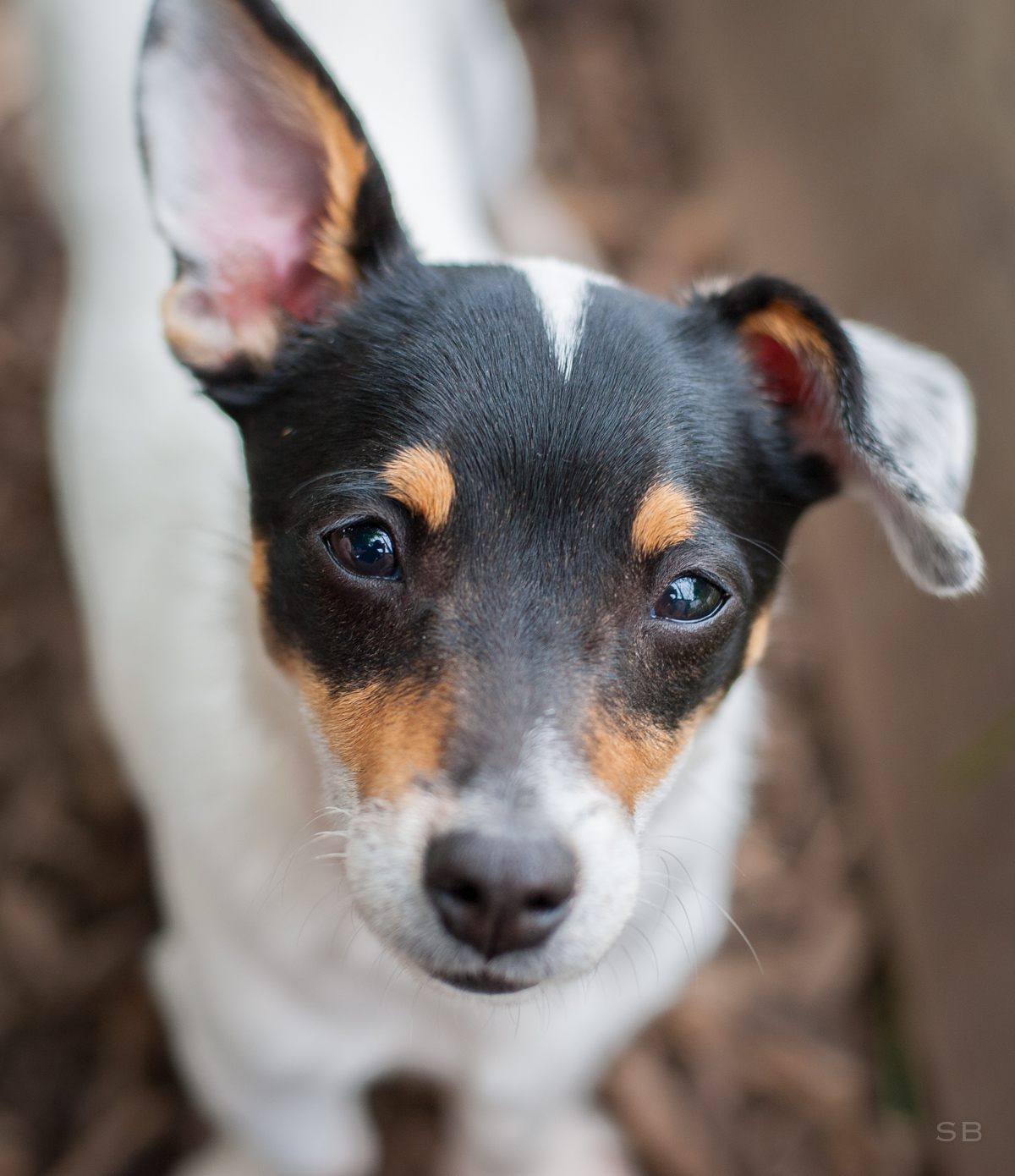 APAGI Neo, CHIEN Jack russel X Chihuahua à la robe Tricolore