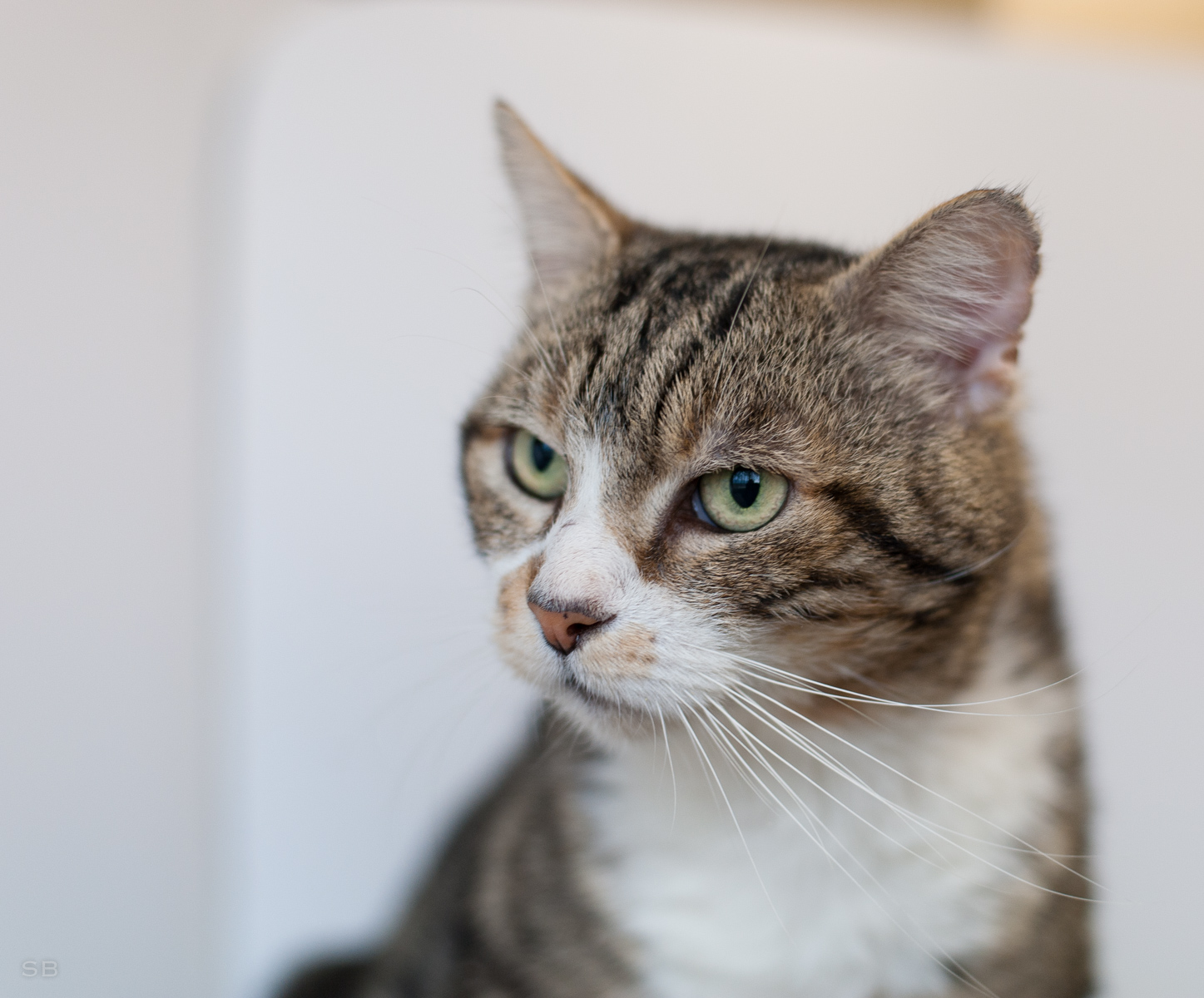 APAGI Kaha, CHAT Européen à la robe Tigré et Blanc