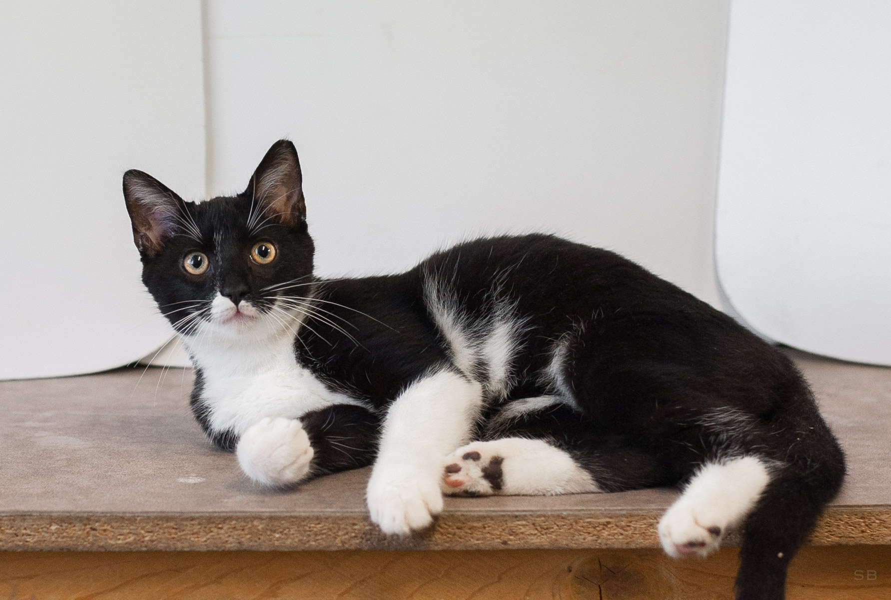 APAGI - Drake, CHAT Européen à la robe Noir et blanc