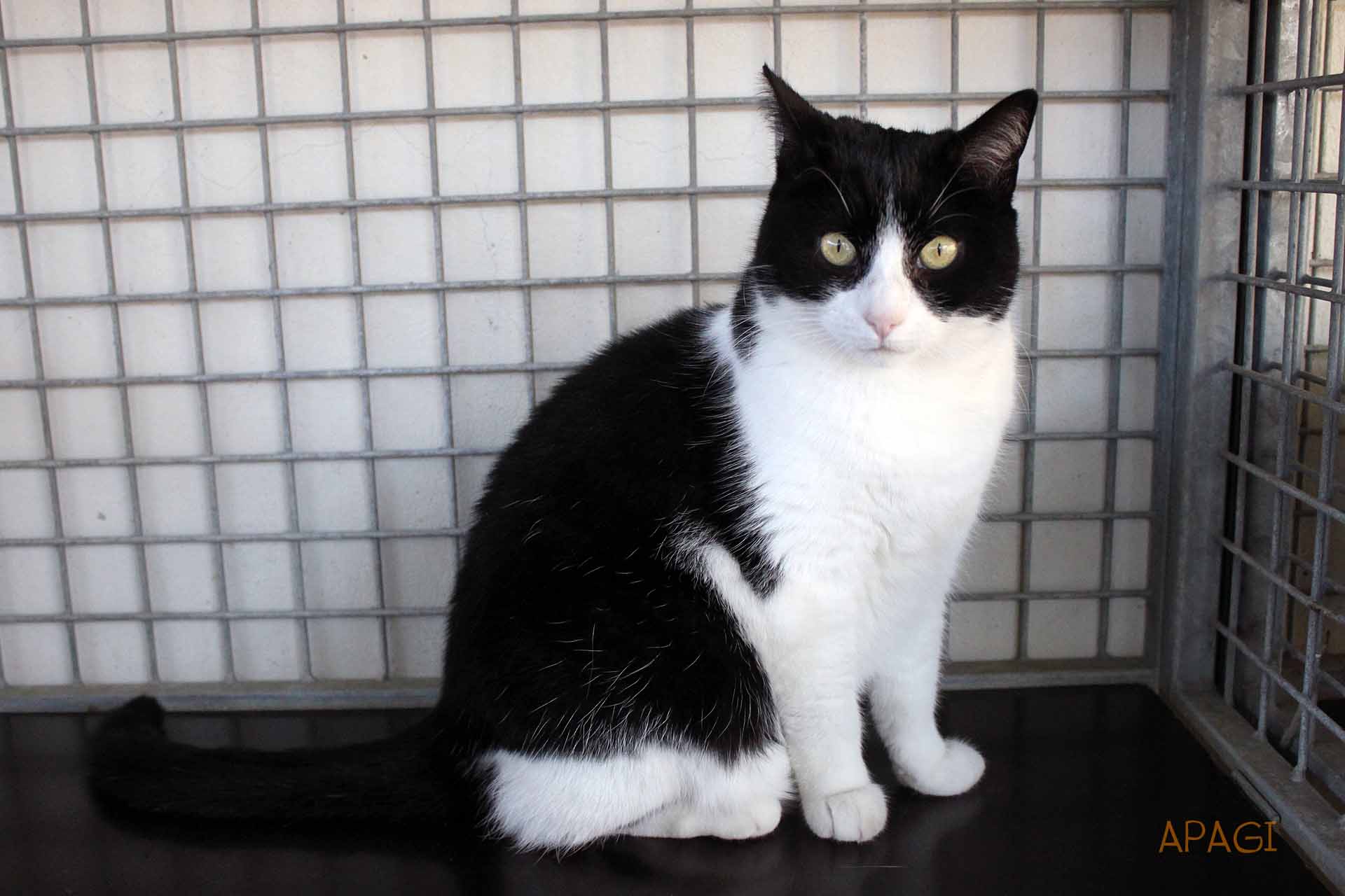 APAGI - Mimine, CHAT Européen à la robe Noire et blanche