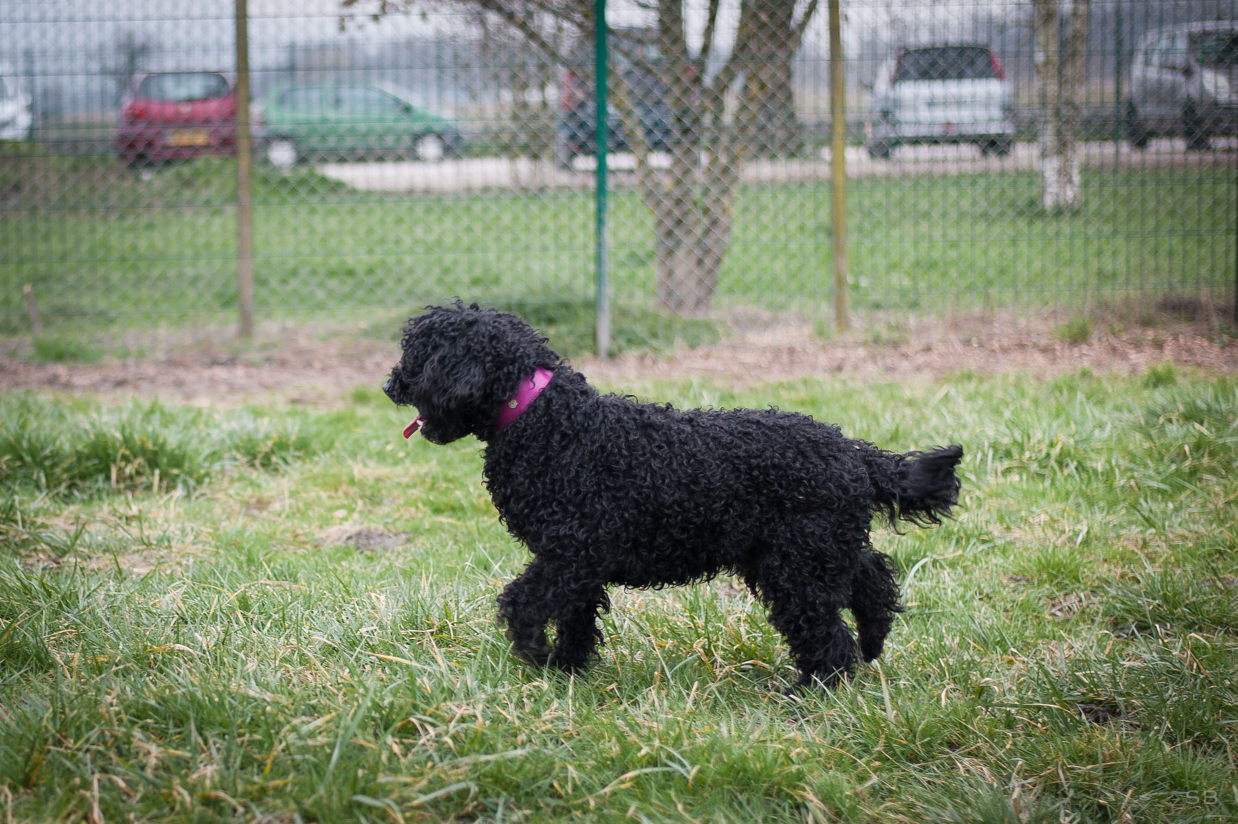 APAGI - Naia, CHIEN Caniche Royal X Lagotto Romagnolo à la APAGI - Naia, CHIEN Caniche Royal X Lagotto Romagnolo à la