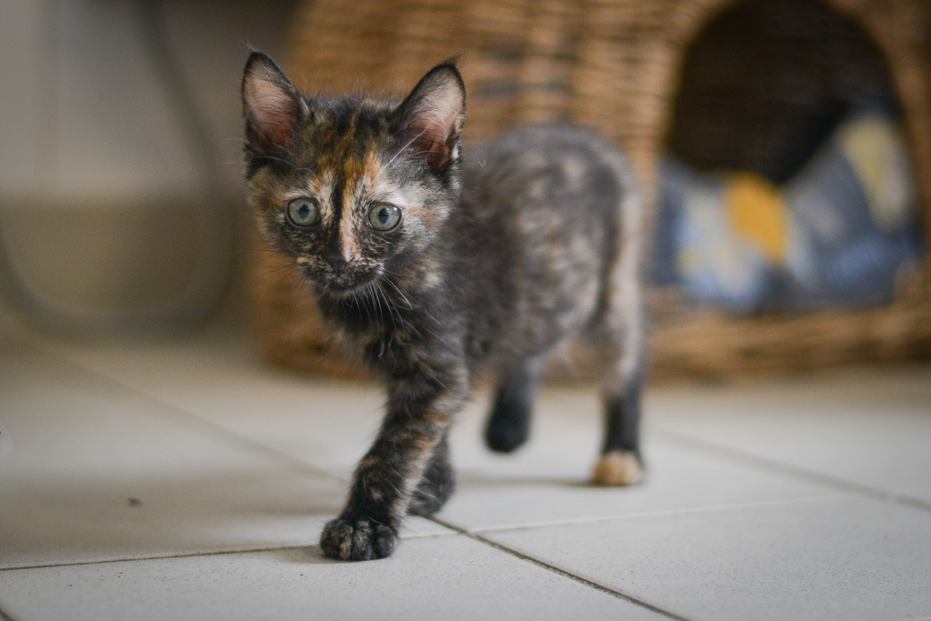 APAGI Daily, CHAT Européen à la robe Écaille de tortue