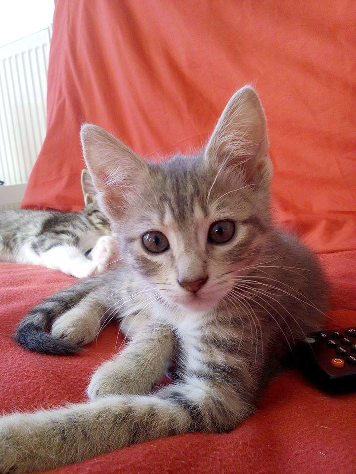 APAGI Plur, CHAT Européen à la robe Tigré gris beige