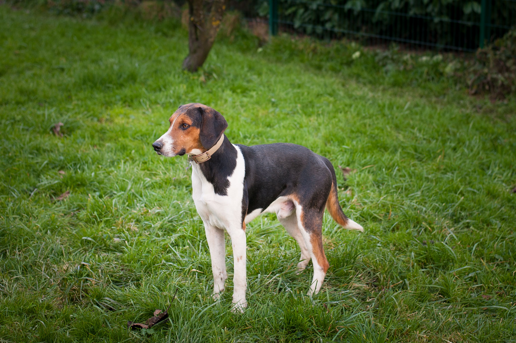 FOREST - x Beagle Harrier 6 ans (2 ans de refuge)- Apagi à Le Versoud (38) Forest-chien-male-croise-courant-tricolore-5