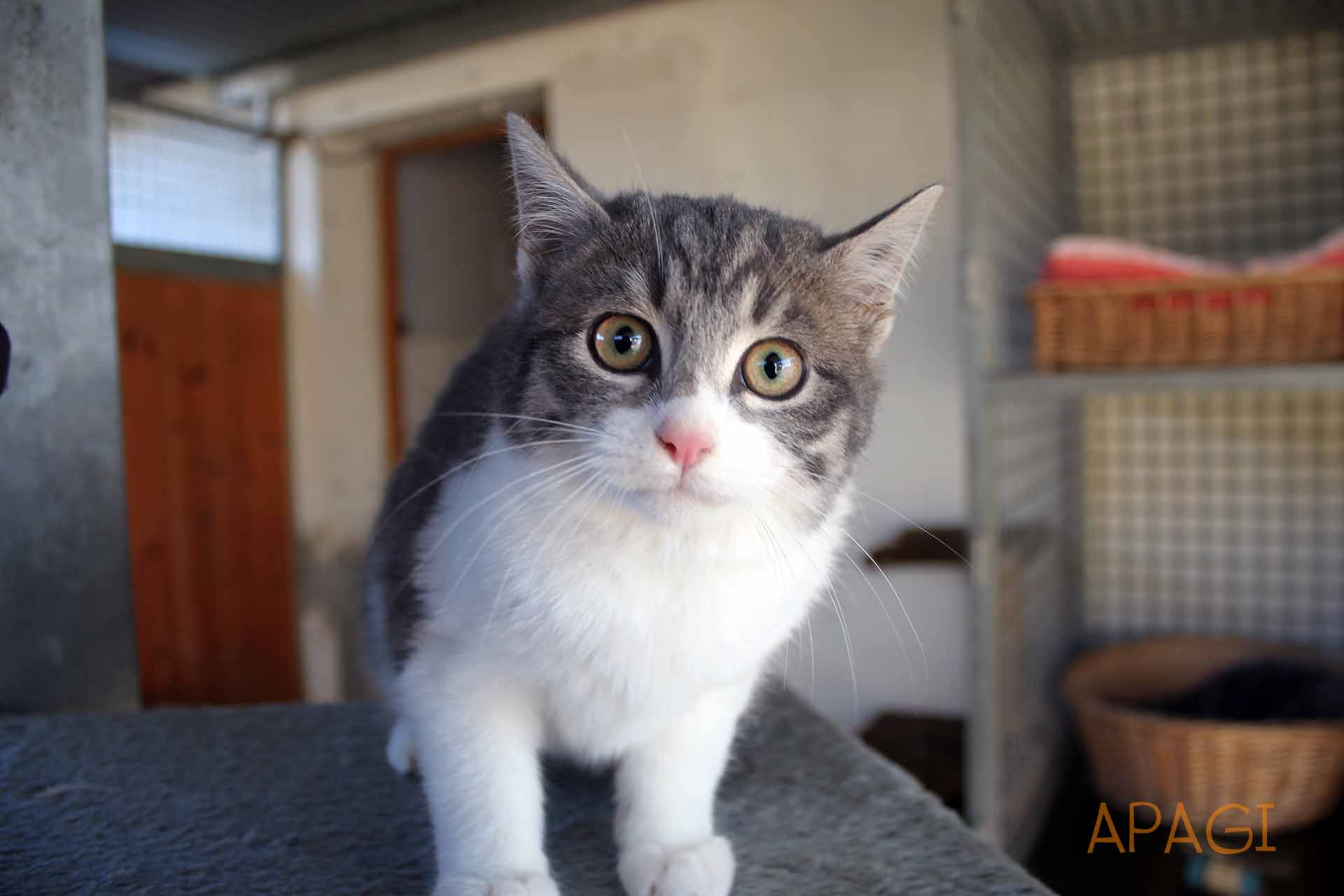 APAGI Pepper, CHAT Européen à la robe Tigré gris et blanc