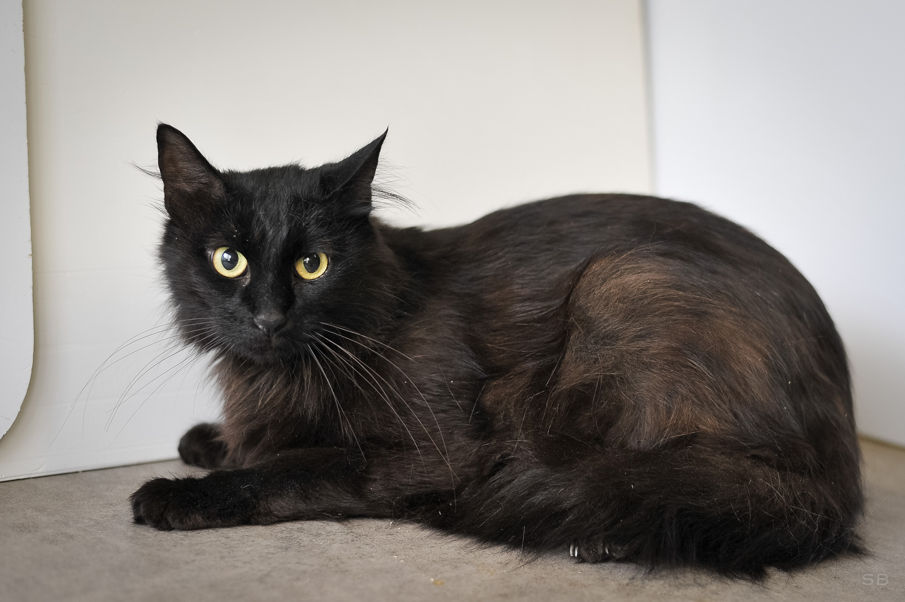 APAGI Alpha, CHAT Européen à la robe Noire et blanche poil milong