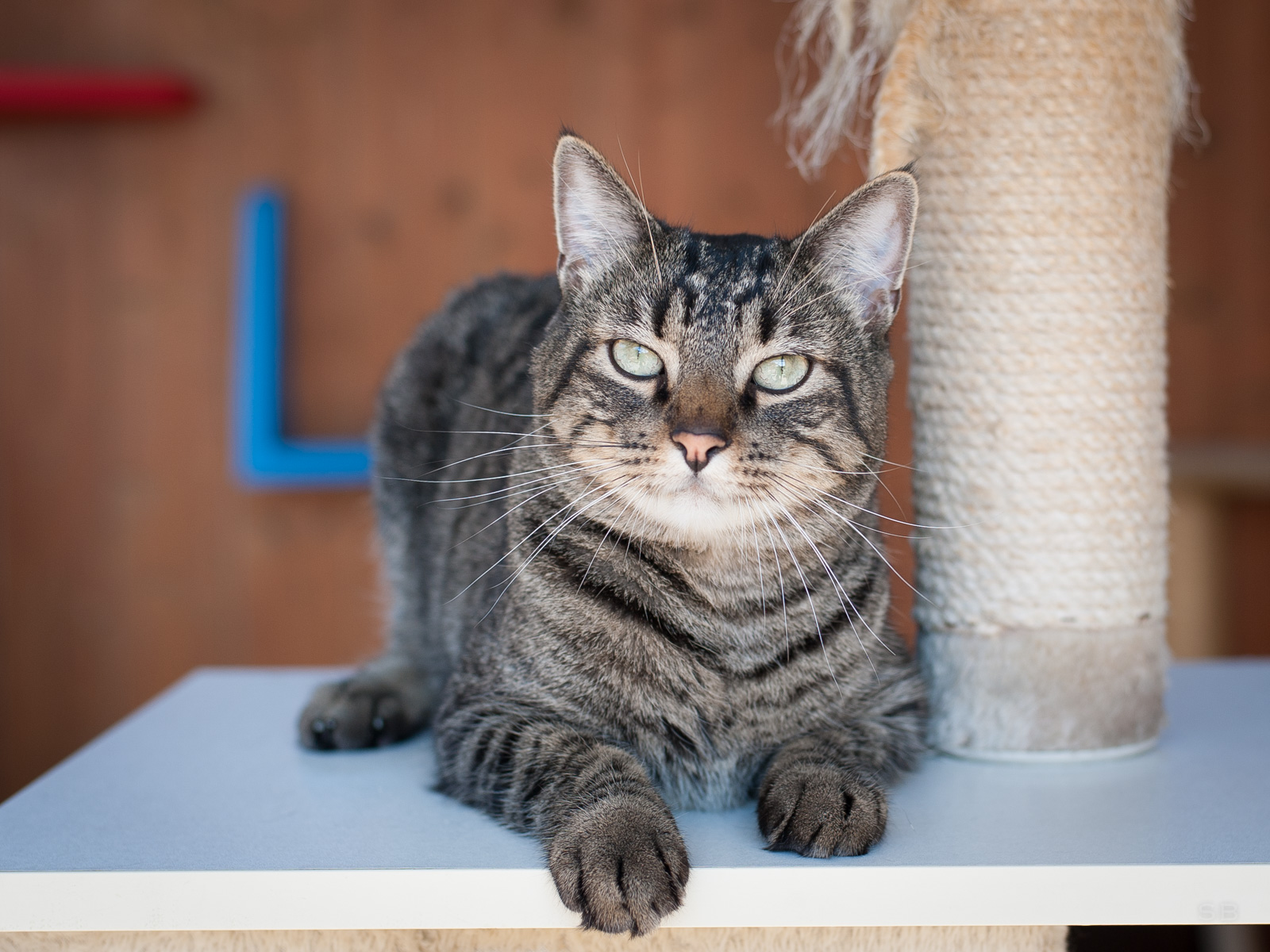 chat tigré européen