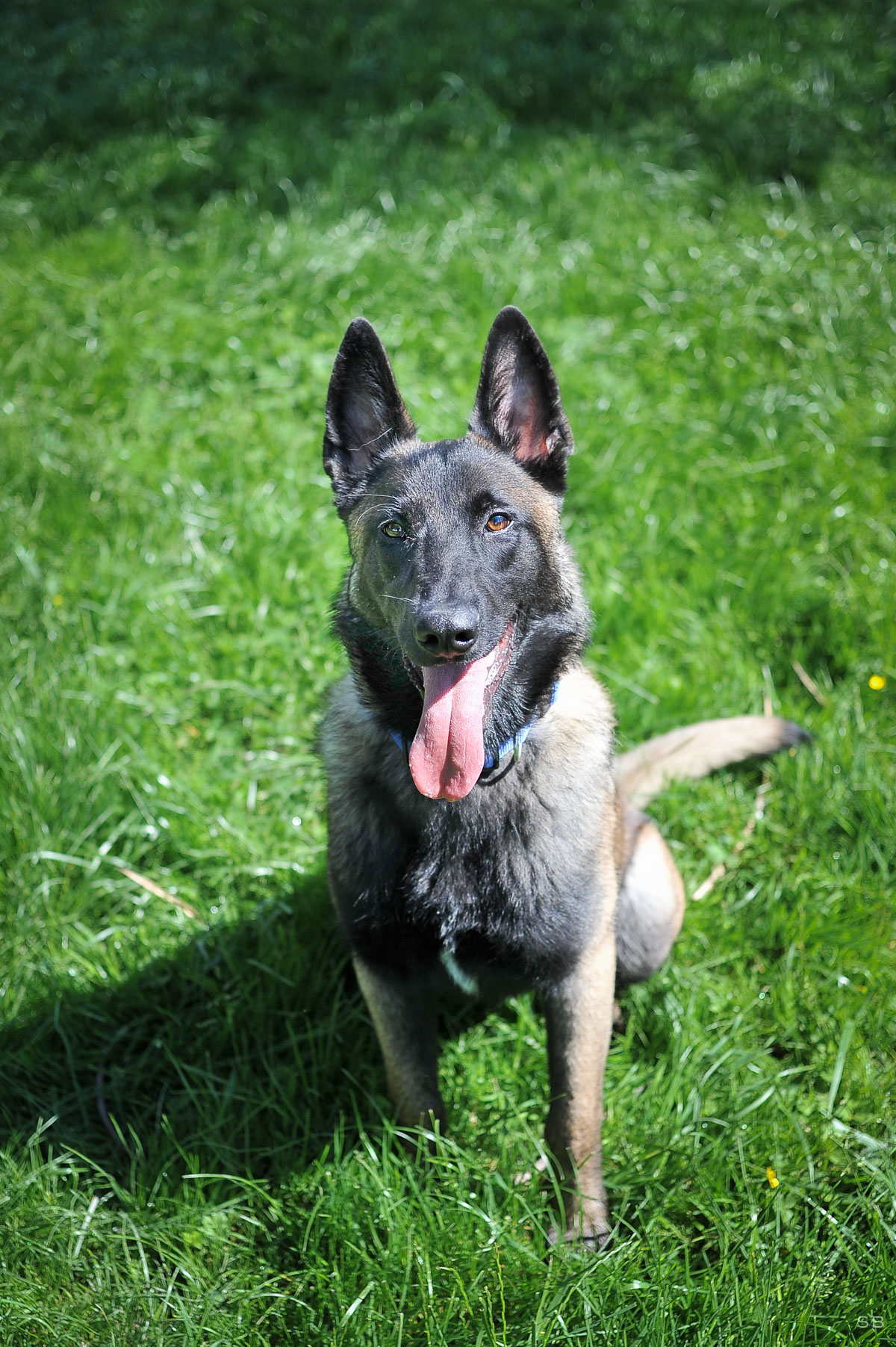Malinois En Appartement Malinois En Appartement