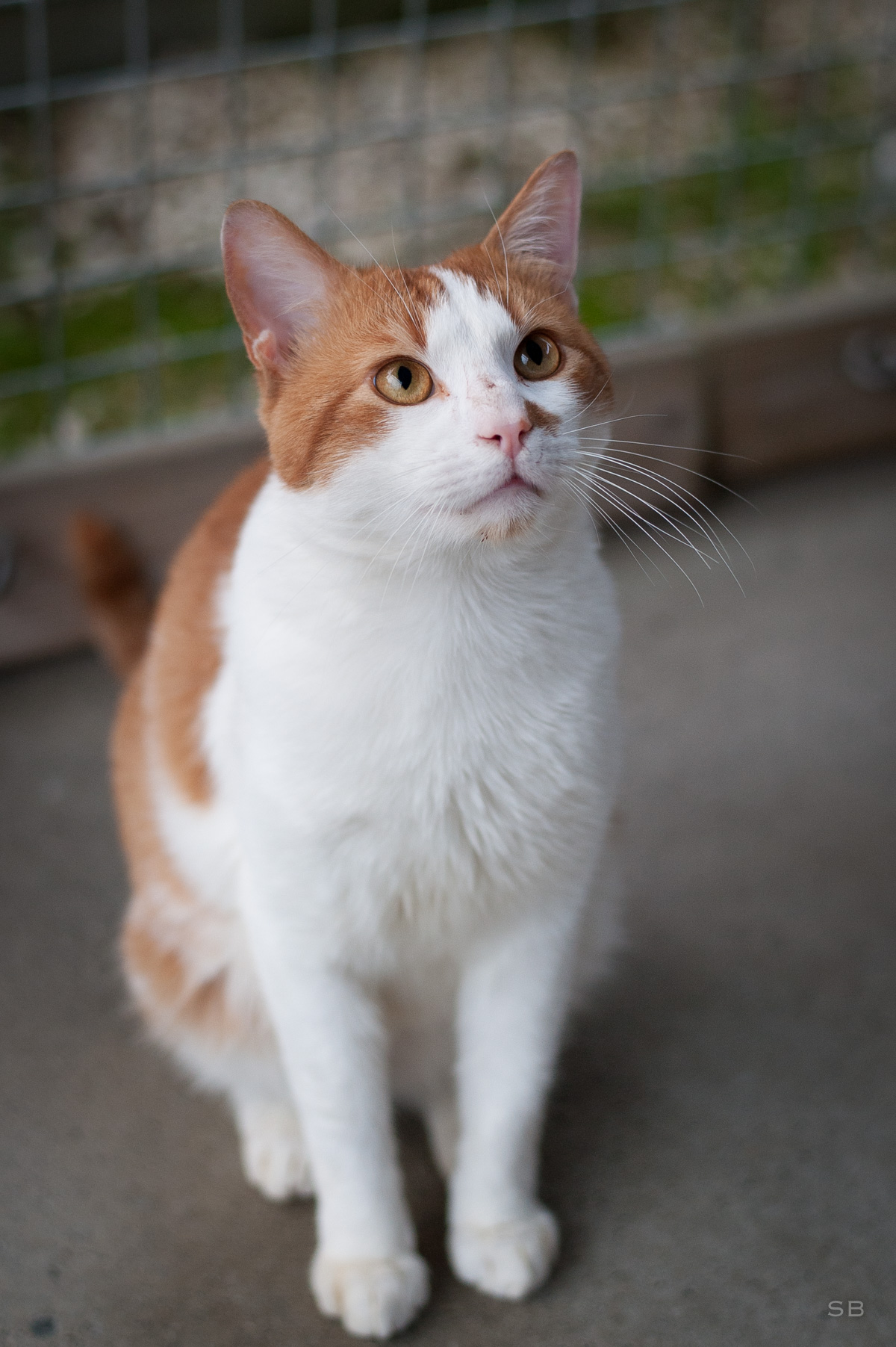 APAGI Doody, CHAT Européen à la robe Roux et blanc APAGI Doody, CHAT Européen à la robe Roux et blanc