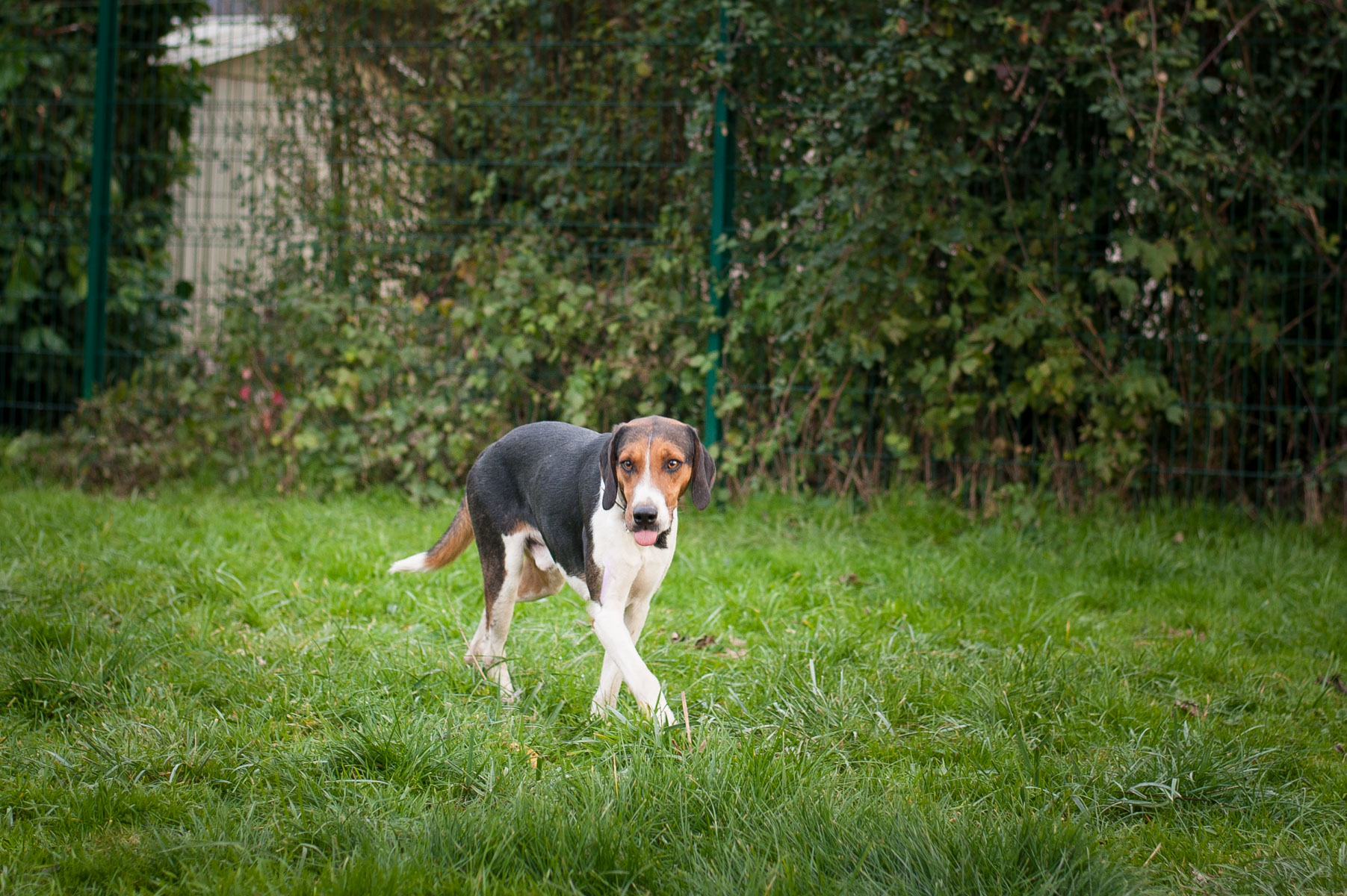 FOREST - x Beagle Harrier 6 ans (2 ans de refuge)- Apagi à Le Versoud (38) Forest-chien-male-croise-courant-tricolore-2