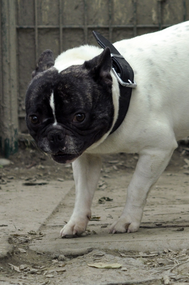 View Bouledogue Francais Caille Noir Et Blanc Background