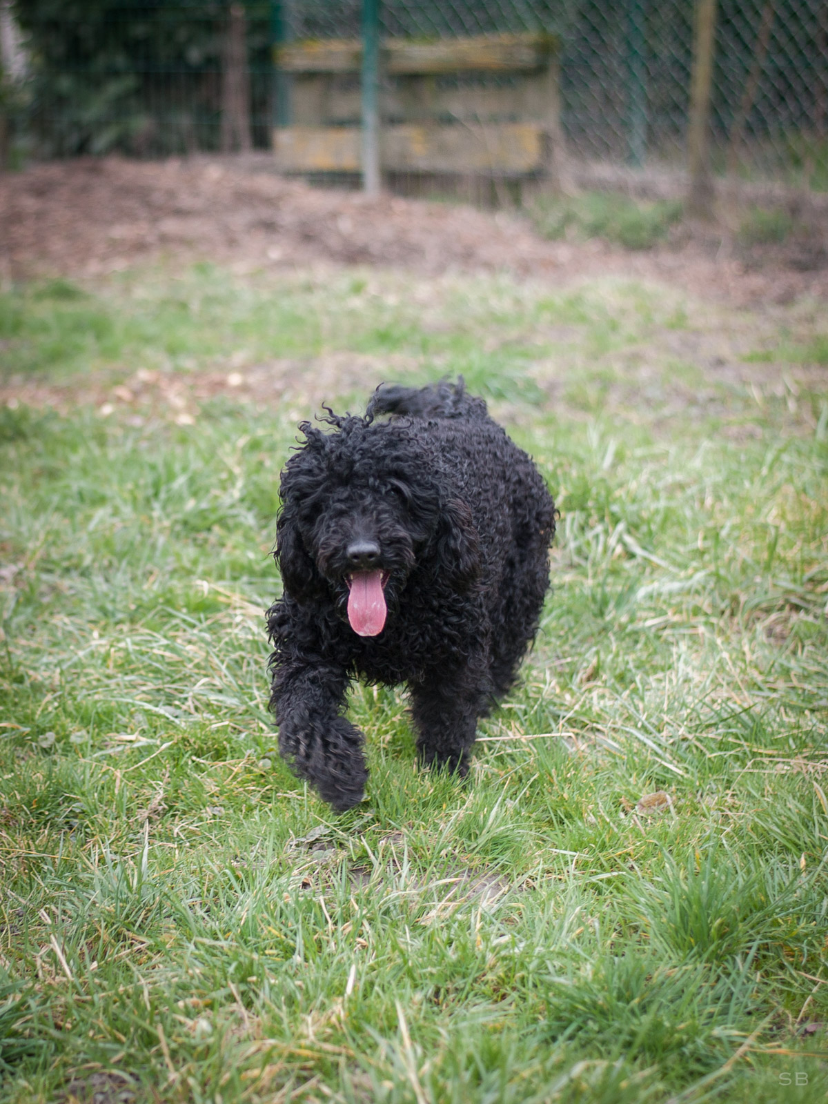 APAGI - Naia, CHIEN Caniche Royal X Lagotto Romagnolo à la APAGI - Naia, CHIEN Caniche Royal X Lagotto Romagnolo à la