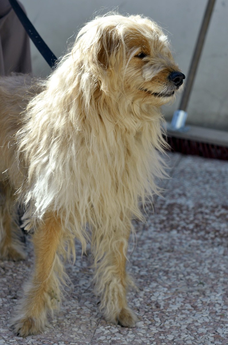 APAGI - Toby, CHIEN Croisé Berger des Pyrénées à la robe APAGI - Toby, CHIEN Croisé Berger des Pyrénées à la robe