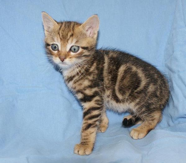 APAGI Litchi, CHAT Europeen à la robe Tabby