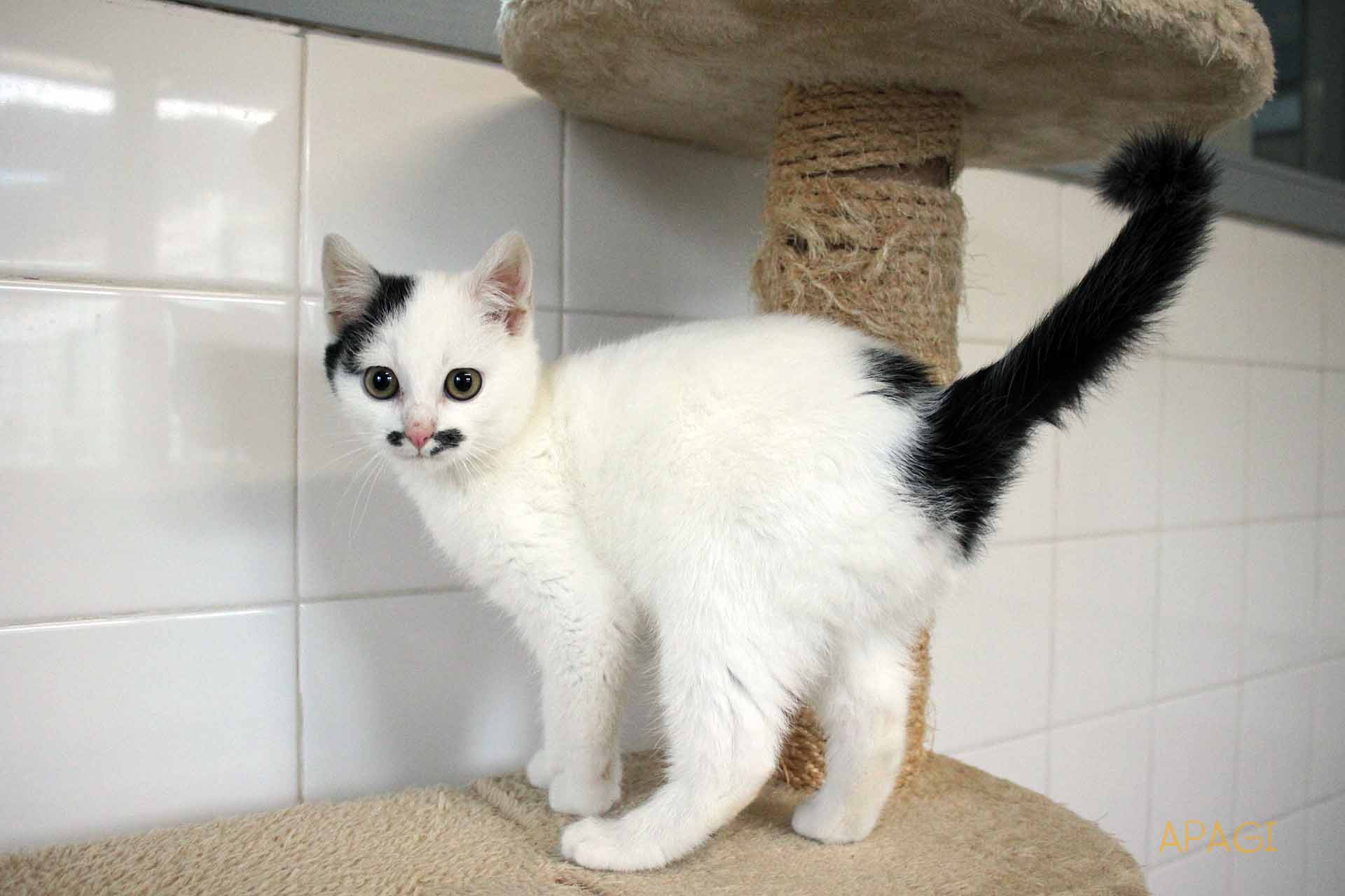 APAGI - Omer, CHAT Européen à la robe Blanc et noir