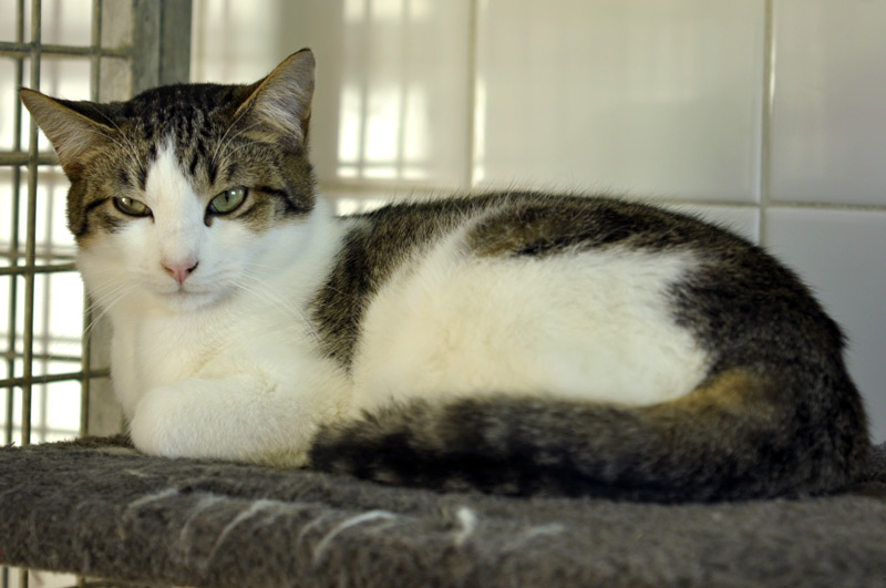 APAGI Icaro, CHAT Européen à la robe Tigrée et blanc