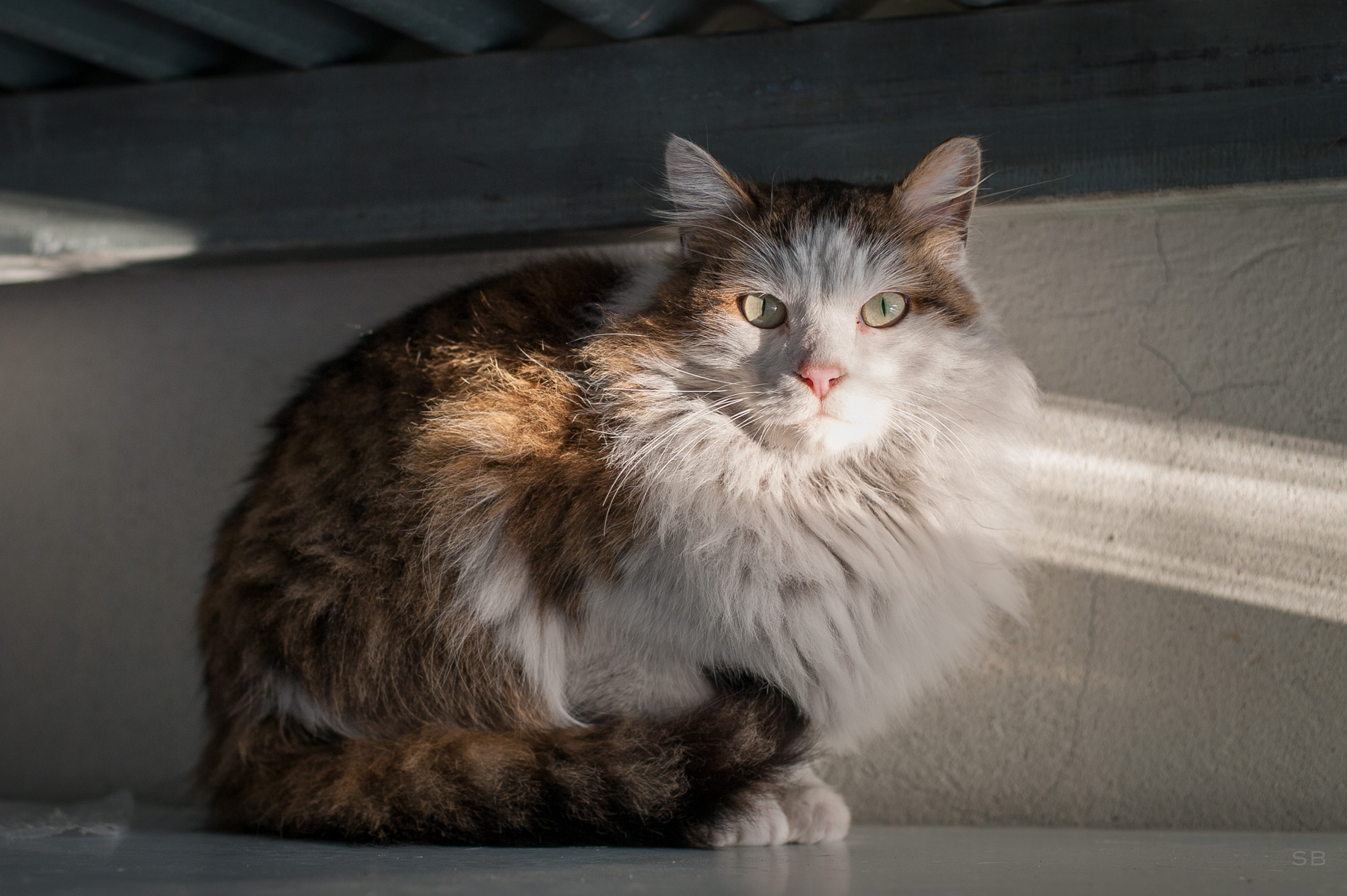APAGI Titou (dit Choubaka), CHAT Européen à la robe Blanc et Marron