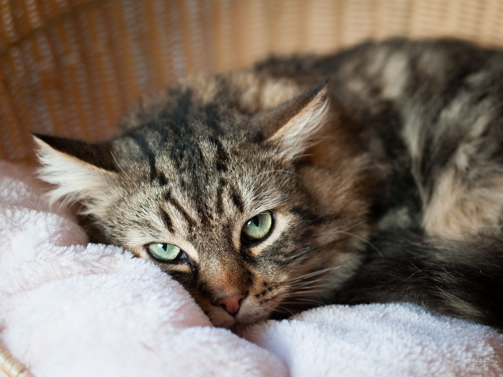 chat tigré poil long race