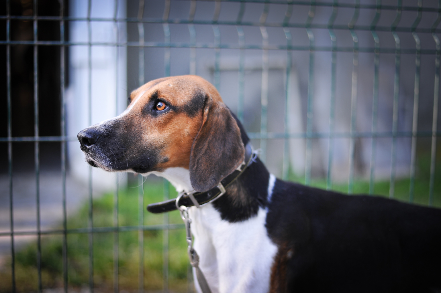 GUMP - x beagle harrier 8 ans - APAGI à Le Versoud (38) Gump-chien-male-x-beagle-harrier-tricolore-4