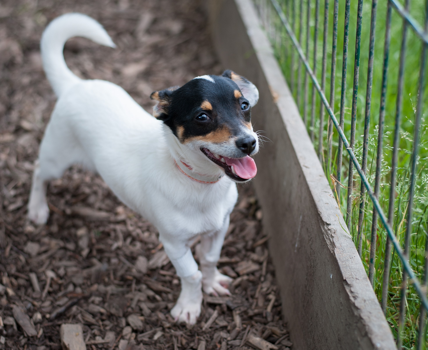 APAGI Neo, CHIEN Jack russel X Chihuahua à la robe Tricolore