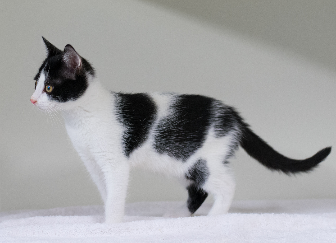 APAGI - Yuki, CHAT Européen à la robe Noir et Blanc