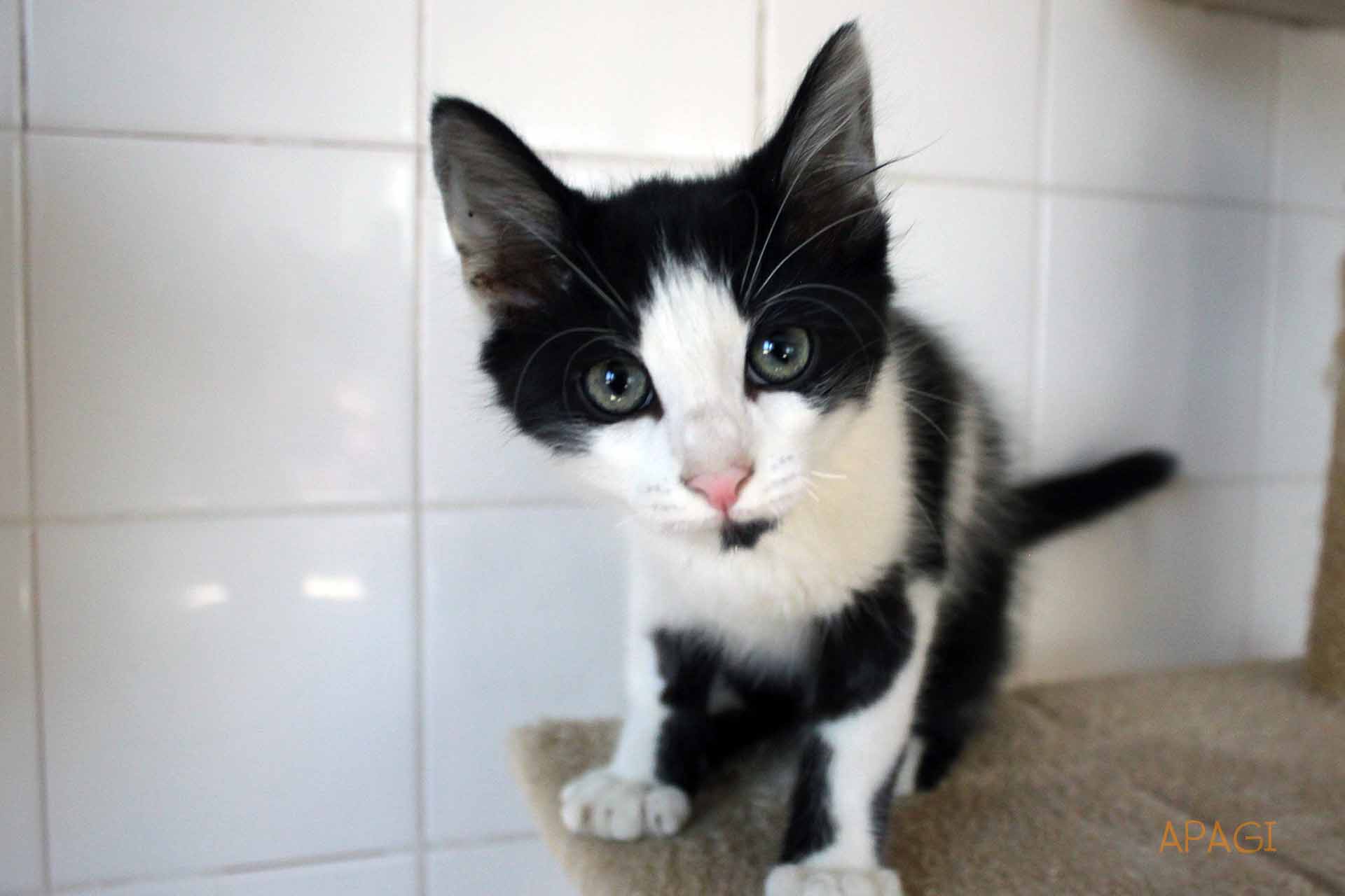 APAGI - Buster, CHAT Européen à la robe Noir et blanc