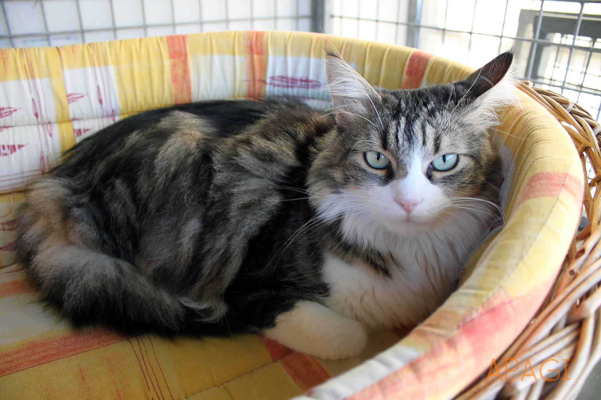 APAGI Max, CHAT Européen à la robe Tigré et blanc poil long