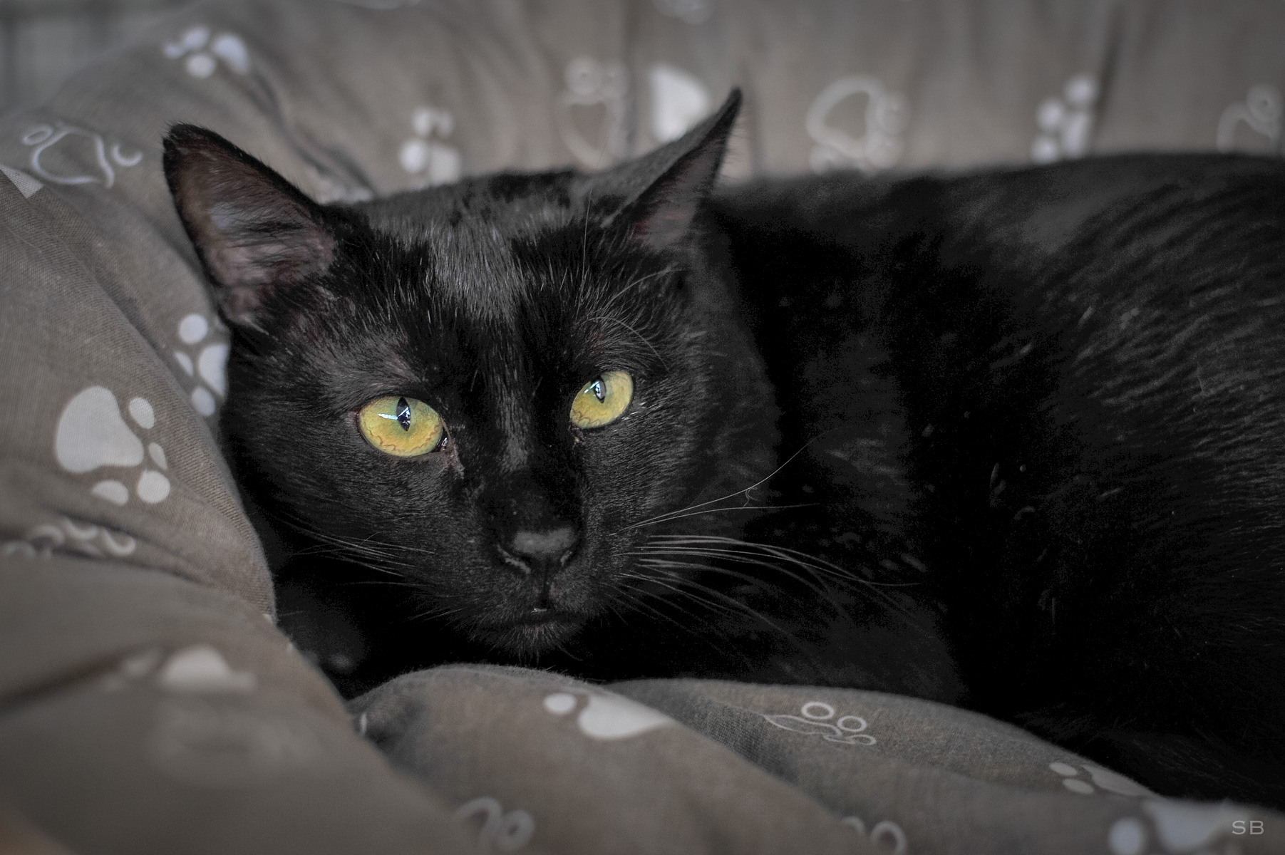 chat européen noir prix