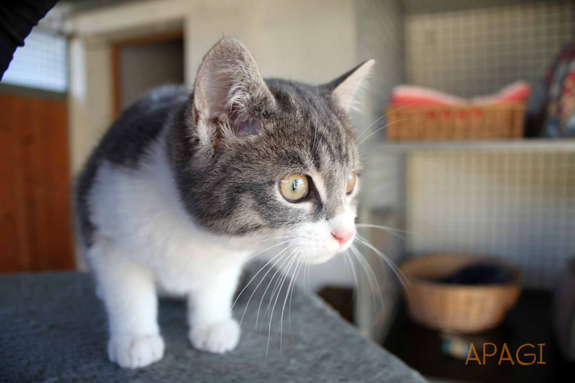 APAGI Pepper, CHAT Européen à la robe Tigré gris et blanc