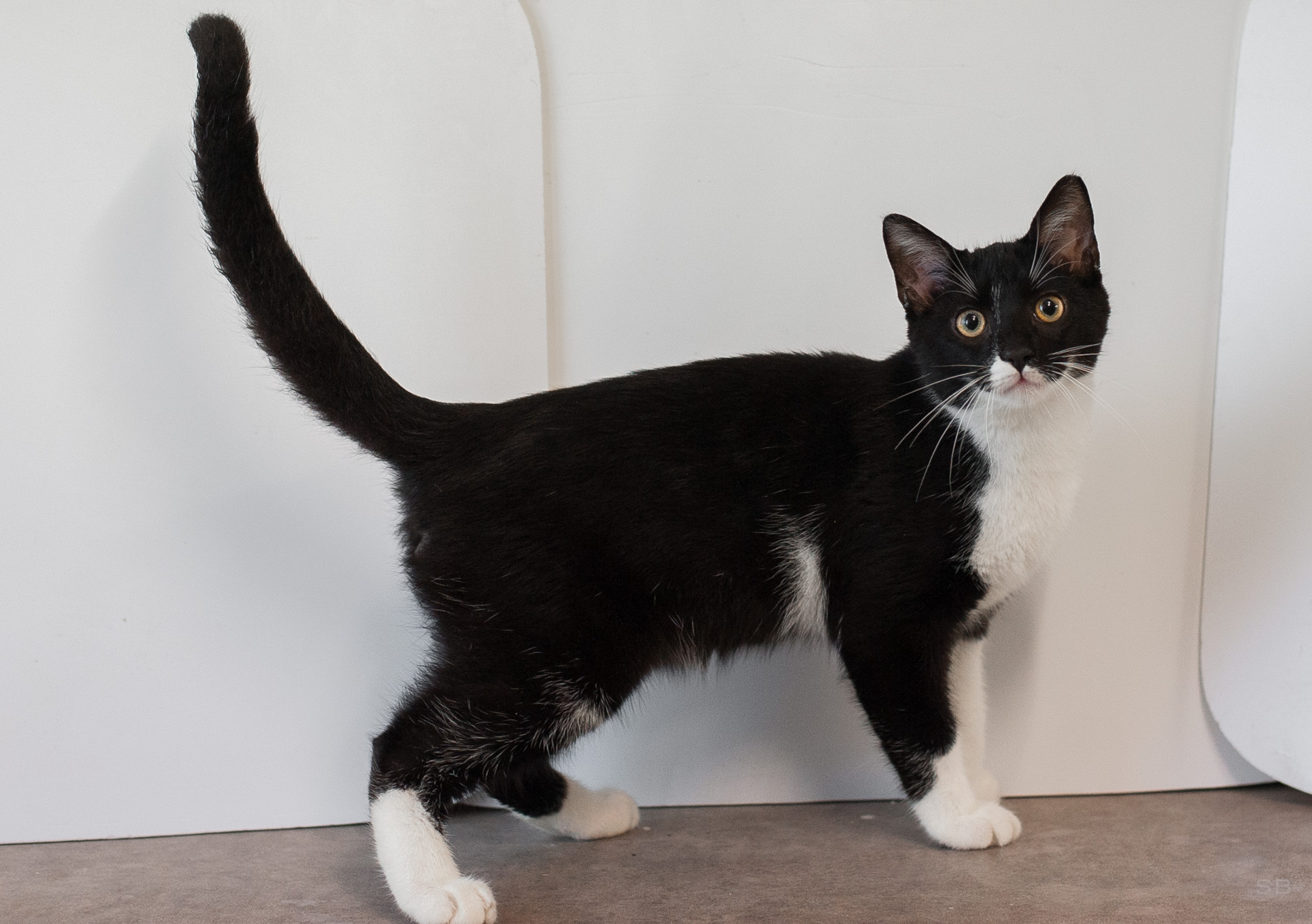 APAGI - Drake, CHAT Européen à la robe Noir et blanc
