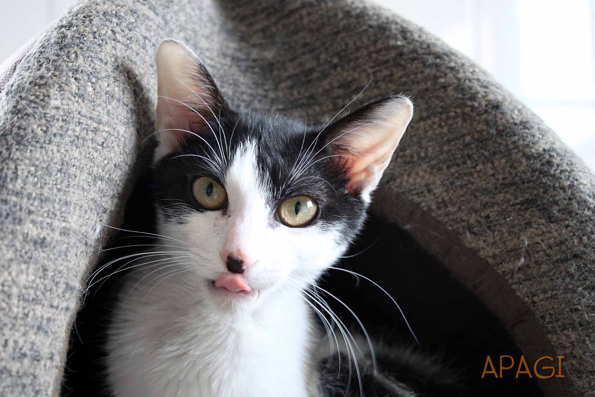 APAGI - Dini, CHAT Européen à la robe Noire et blanche