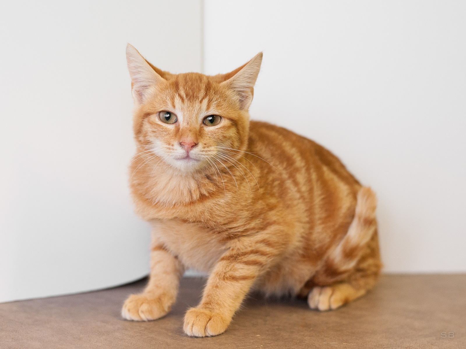 APAGI Lhi CHAT Europ en La Robe Tigr Roux