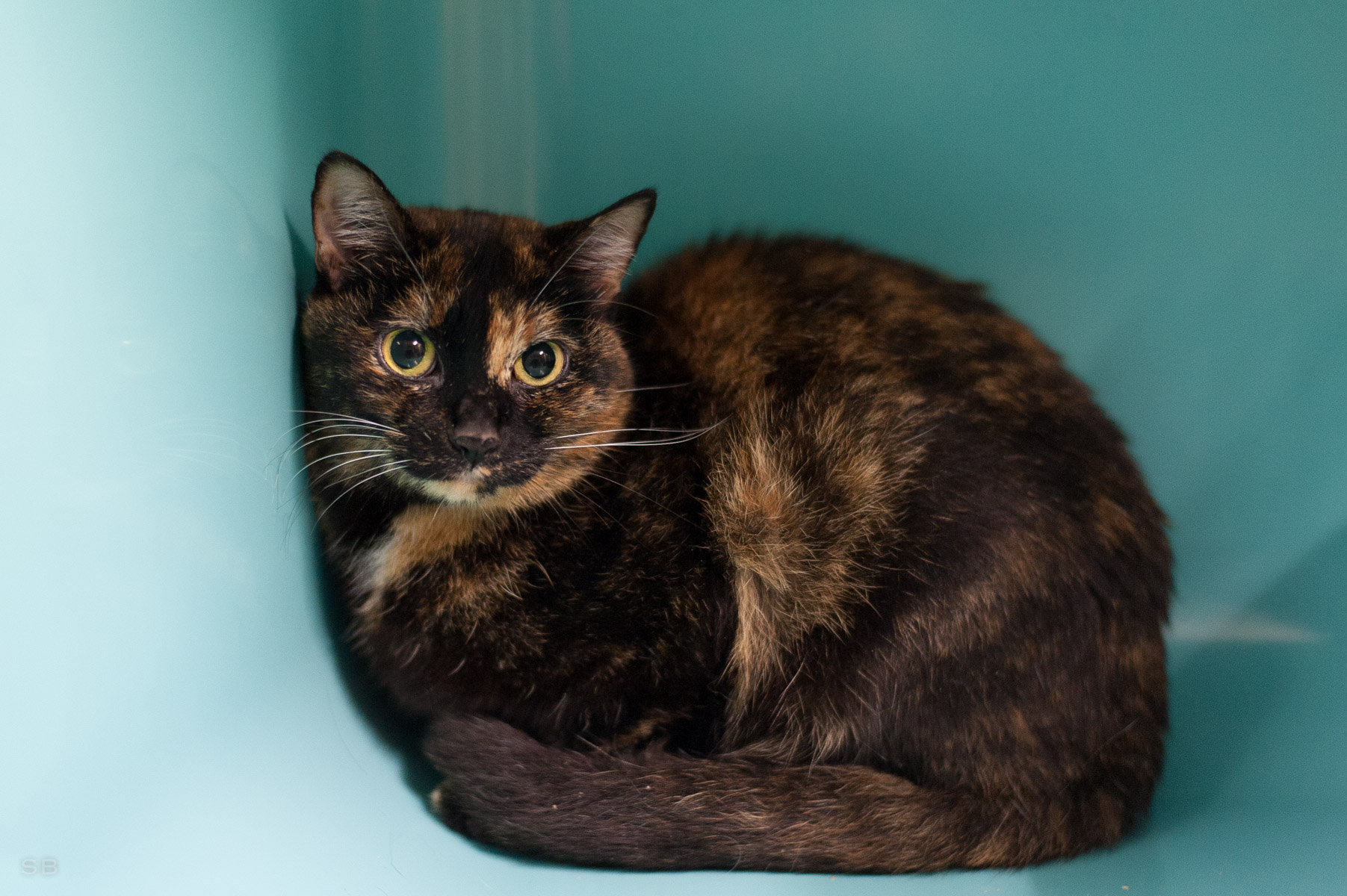 APAGI Fanny, CHAT Européen à la robe Ecaille de Tortue APAGI Fanny, CHAT Européen à la robe Ecaille de Tortue