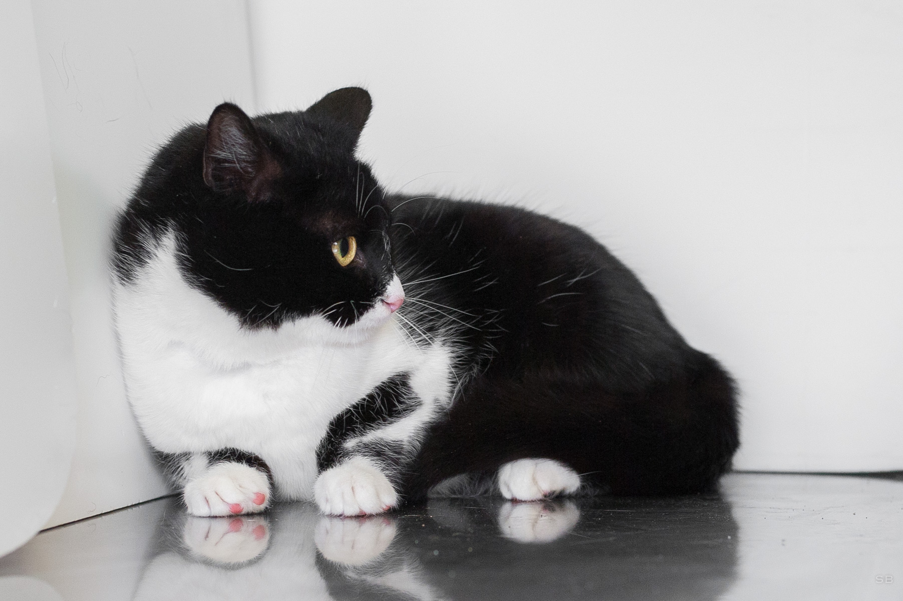 APAGI - Vanda, CHAT Européen à la robe Noire et blanche