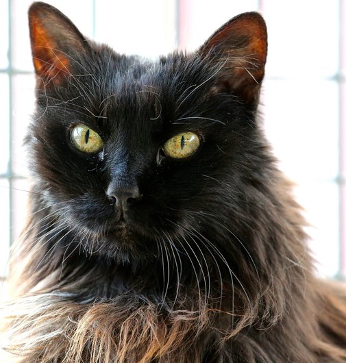 APAGI Old, CHAT Européen à la robe Noir Poillong
