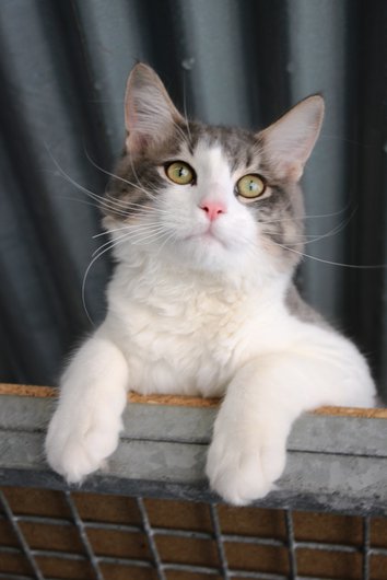 chat tigré gris et blanc race