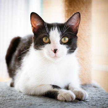 donne chat adulte paris
