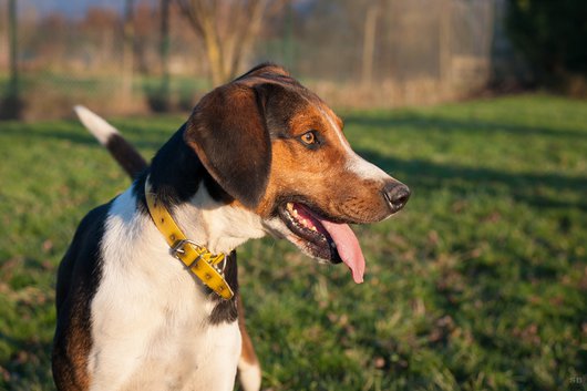 FOREST - x Beagle Harrier 6 ans (2 ans de refuge)- Apagi à Le Versoud (38) Forest-chien-male-croise-courant-tricolore-8.jpg__530x530_q85