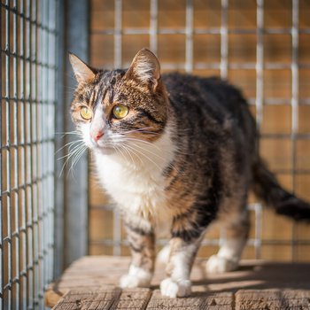 donne chat adulte paris