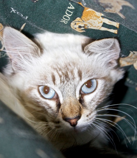 Apagi Basil Chat Croise Siamois A La Robe Tabby Point