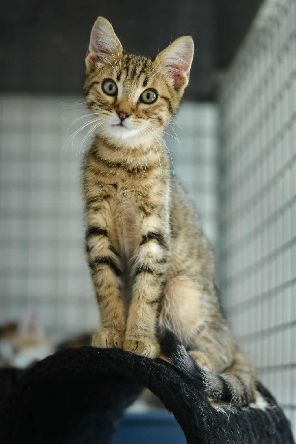 Apagi Cookie Chat Europeen A La Robe Tigre Apagi Cookie Chat Europeen A La Robe Tigre