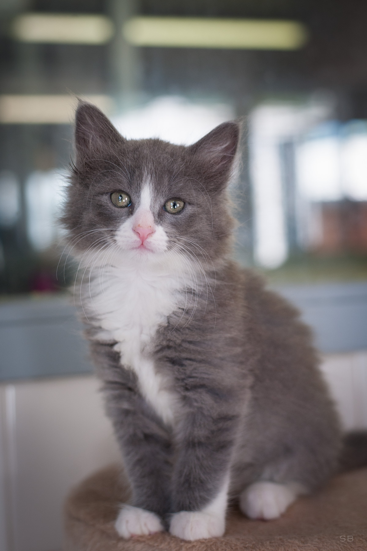 Apagi Brume Chat Europeen A La Robe Gris Et Blanc Poil Long Apagi Brume Chat Europeen A La Robe Gris Et Blanc Poil Long