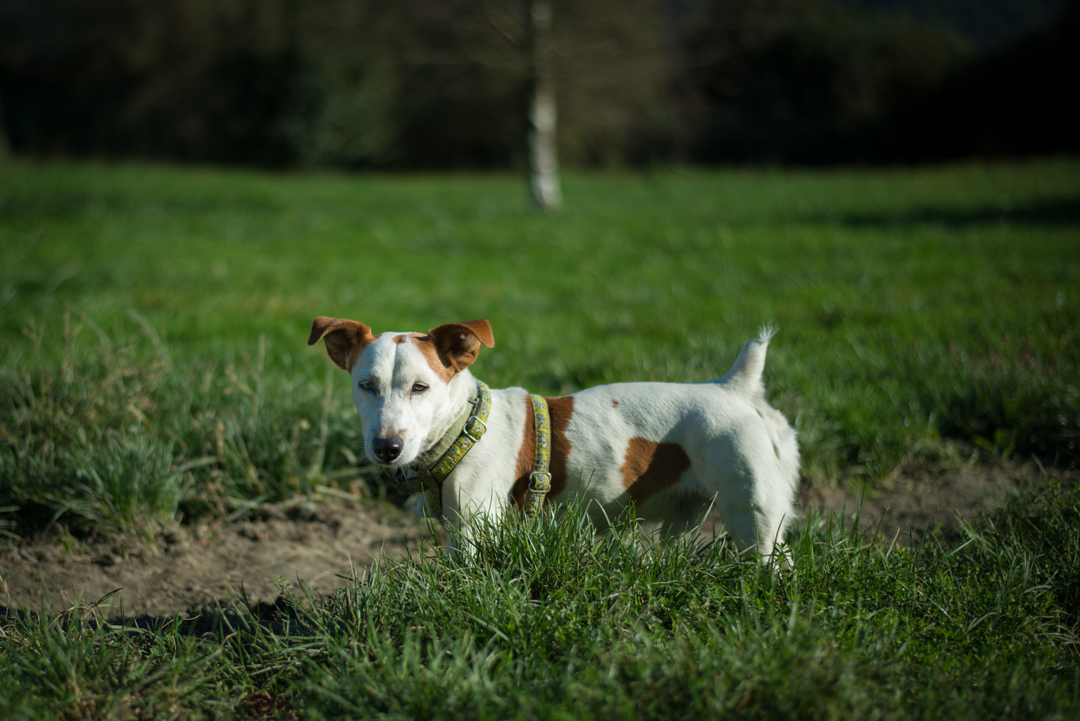 CHUCK - jack russel 13 ans  (7 ans de refuge) - APAGI à Le Versoud (38) Chuck-chien-male-jack-russel-terrier-marron-et-blanc-2