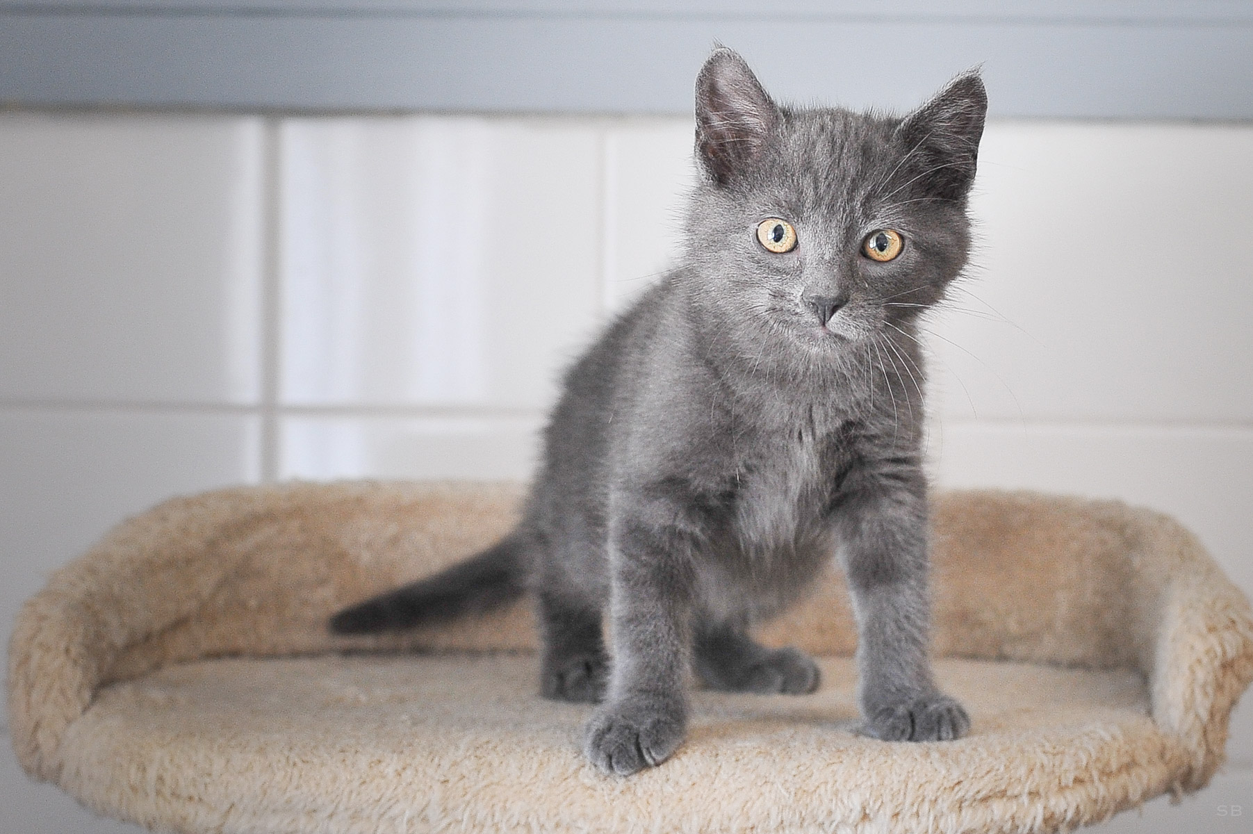 Apagi Shell Chat Europeen A La Robe Gris Apagi Shell Chat Europeen A La Robe Gris