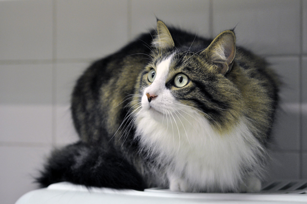 Apagi Chaussette Chat Europeen A La Robe Tigre Et Blanc Poils Longs