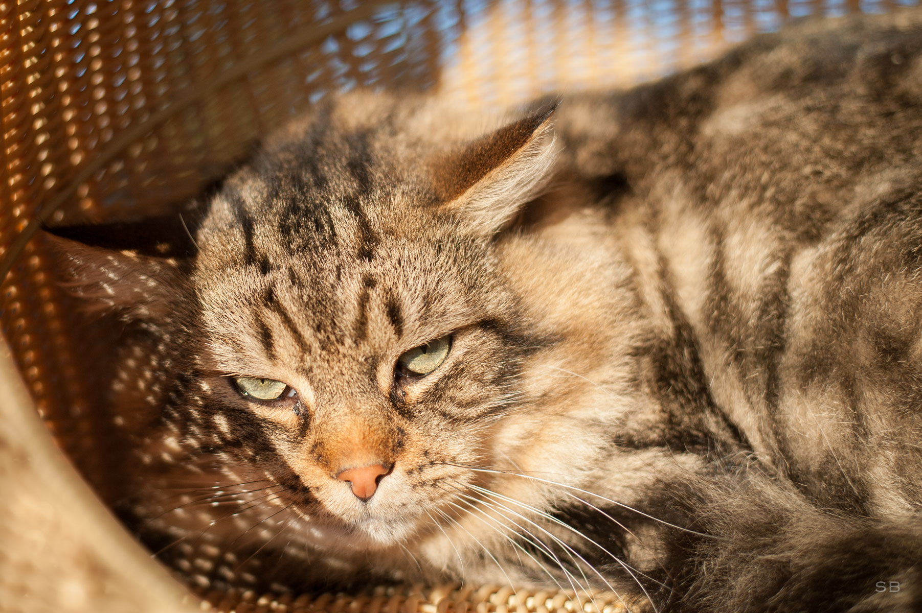 Apagi Shell Chat Europeen A La Robe Tigre Poil Mi Long Apagi Shell Chat Europeen A La Robe Tigre Poil Mi Long