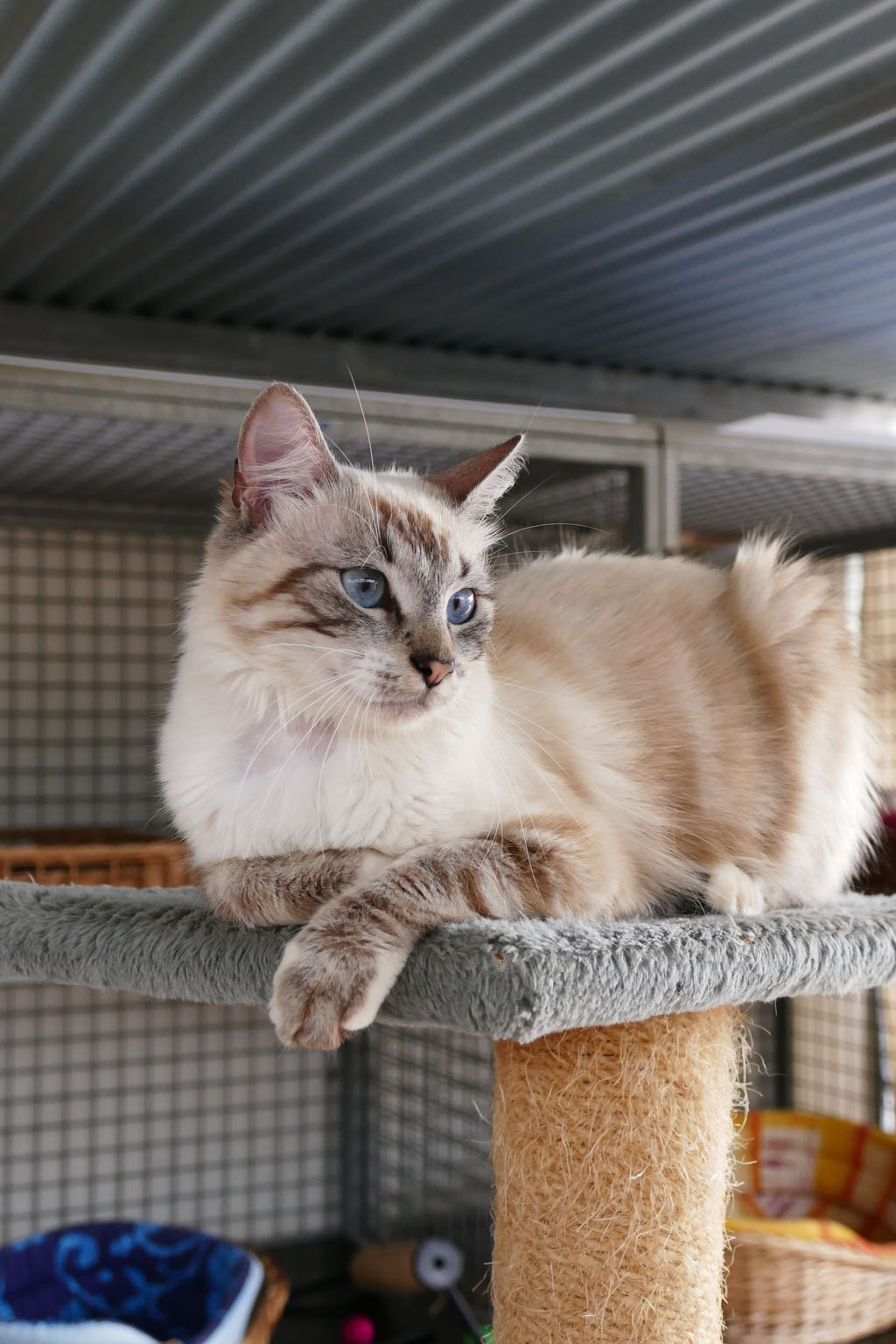 Apagi Shot Chat Europeen A La Robe Seal Point Poil Long