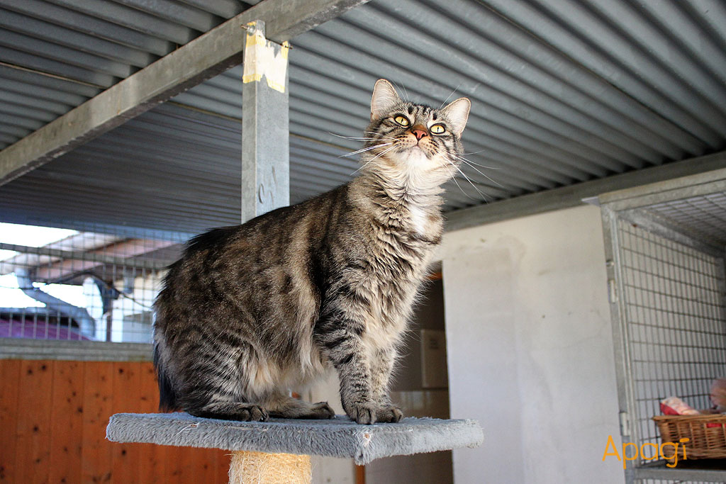 APAGI - Francis, CHAT Européen à la robe Tabby poil mi-long