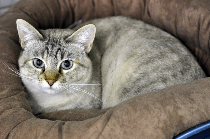 Apagi Bulle Chat Croise Siamois A La Robe Seal Point Tabby