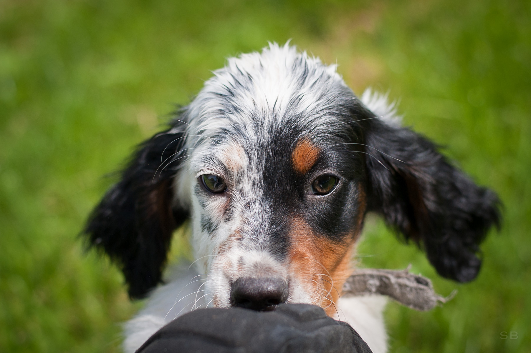 APAGI - Pancho, CHIEN x Setter Anglais à la robe Tricolore